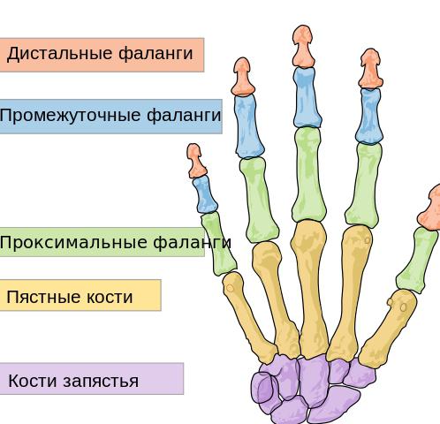 четката структура мишићних зглобова руке