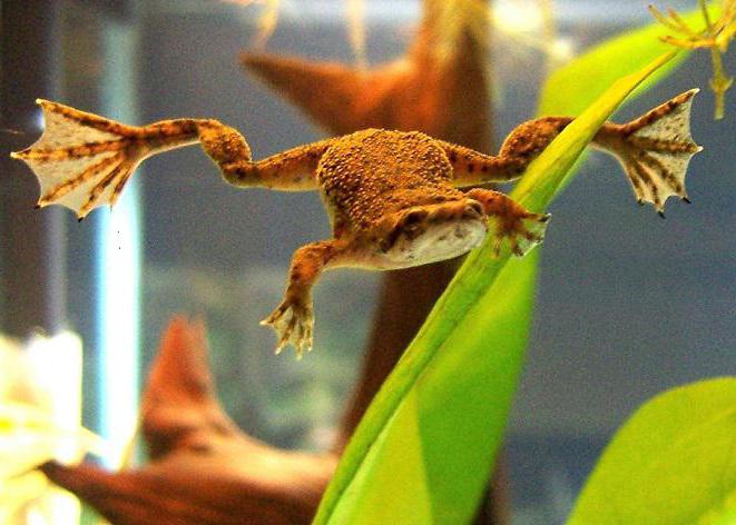 Животни циклус и фазе развоја жаба